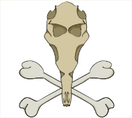 skull image